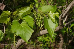 Cissus woodrowii